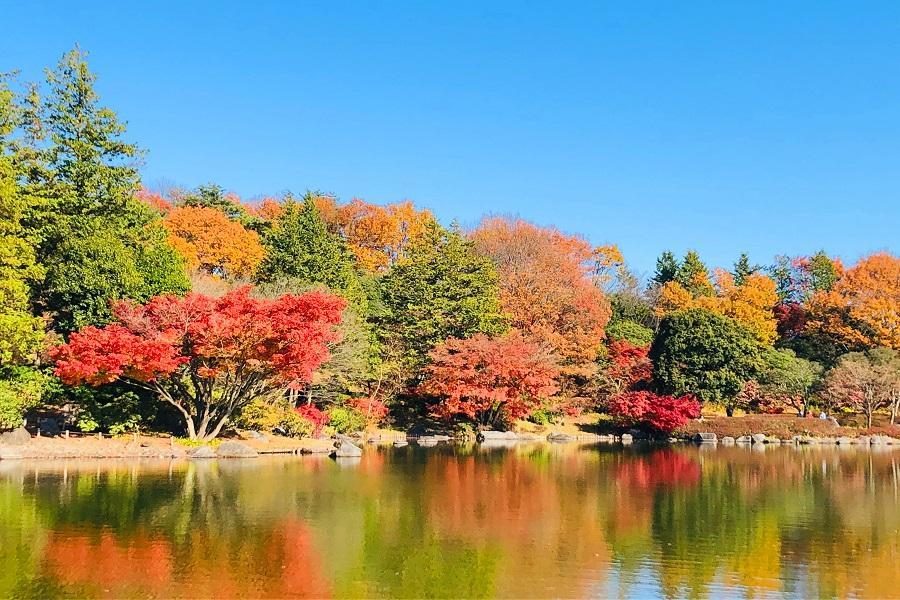 【伊豆秋微醺】紅葉祭、橫濱纜車、修善寺街、大室山吊纜、吃螃蟹、溫泉5日