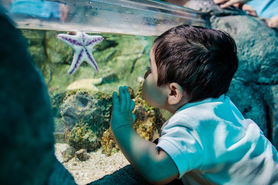 【馬新放寒假】樂高樂園、樂高水族館、科學探索、夜訪螢火蟲、星耀樟宜5日