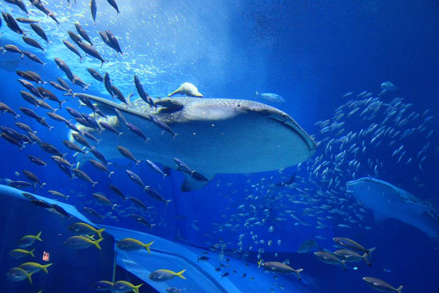 台中出發【悠遊沖繩】美麗海水族館、小希臘瀨長島、古宇利、一日自由行四日