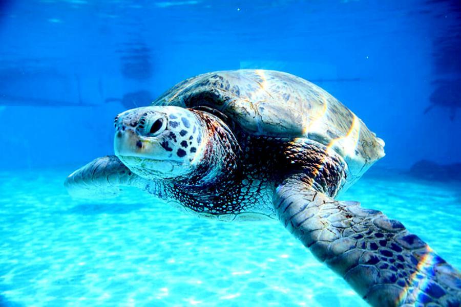 台中出發【入住希爾頓】古宇利、美麗海水族館、玉泉洞、升級海濱一晚四日