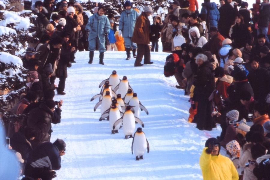 【北海道冰雪奇航】破冰船.冰杯DIY.阿寒湖雪樂園.冰瀑祭.旭山6日