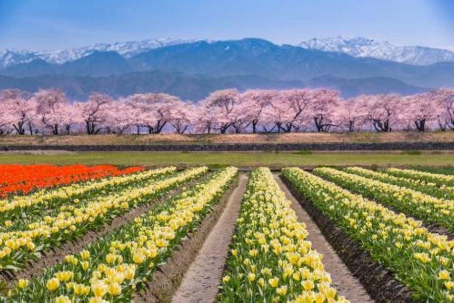 限時限量小松｜純享北陸春日四重奏、善光寺合掌村百選賞櫻5日-不進免稅店