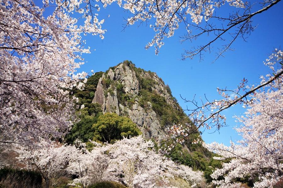 【精選九州戀櫻花】長崎希爾頓、稻佐山、御船山樂園與豪斯登堡花之街道5日