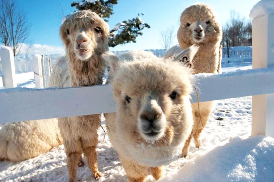 【精選北海道】十勝熱氣球、青池點燈、旭山動物園、藻岩山夜景、雙溫泉五日