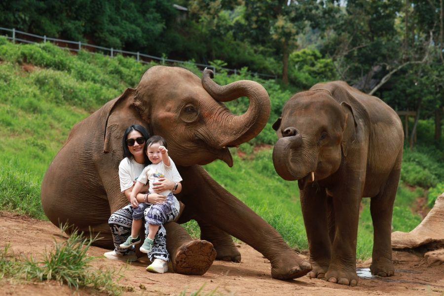 【福蛇迎春】大象寫真、青青草原、聖獅公園、夜間動物園、渡假村兩晚 六日