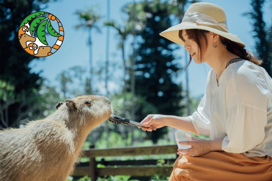 【沖繩．童樂會】DMM水族館、兒童王國、療癒水豚君、海洋博公園四日遊