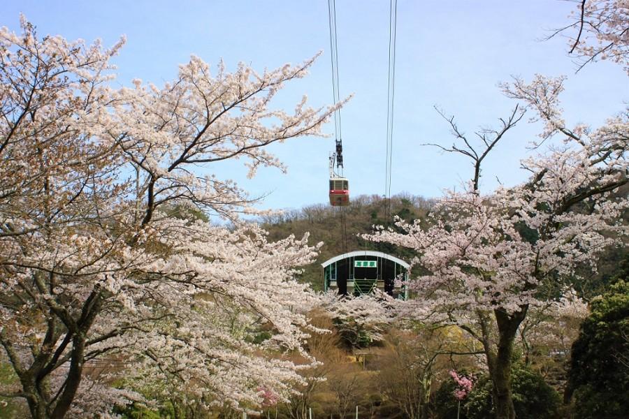 【典藏九州‧別府和藏】媋遊高千穗、舟遊熊本城、春櫻纜車、品三蟹5日