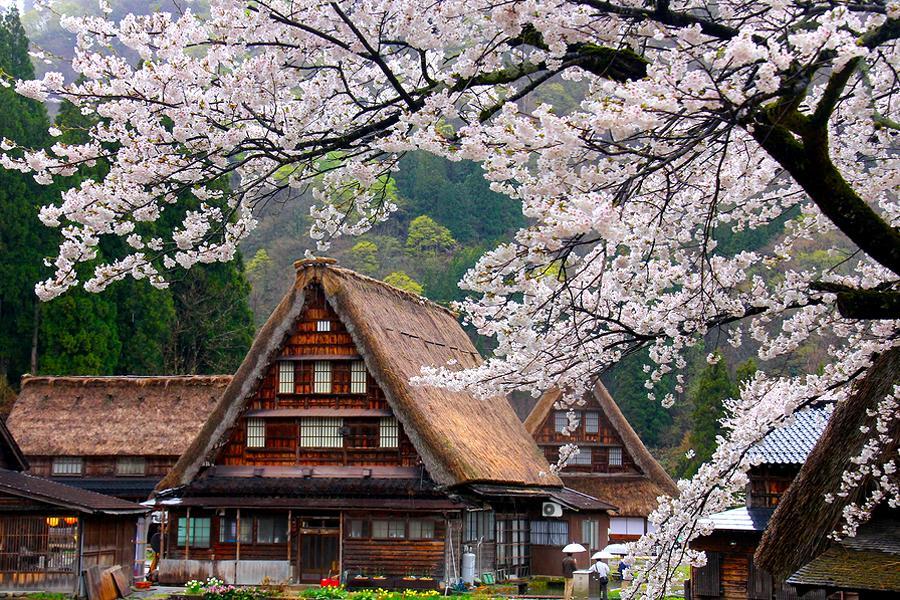 【春滿冰牆】立山、紫藤花、合掌村、上高地祕境、古街點心、溫泉5日