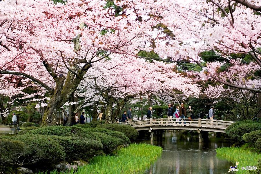 【櫻花立山】大阪.立山雪牆.兼六園.上高地.飛驒.合掌村.宇治5日