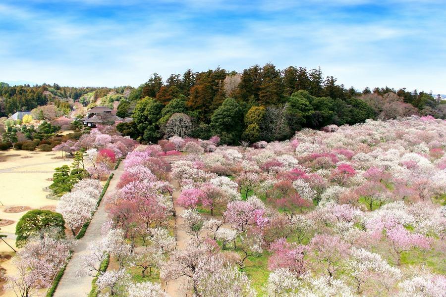 精選｜東京冬季限定雪屋～水戶梅花祭‧海上鳥居‧日光東照宮‧湯樂城5日