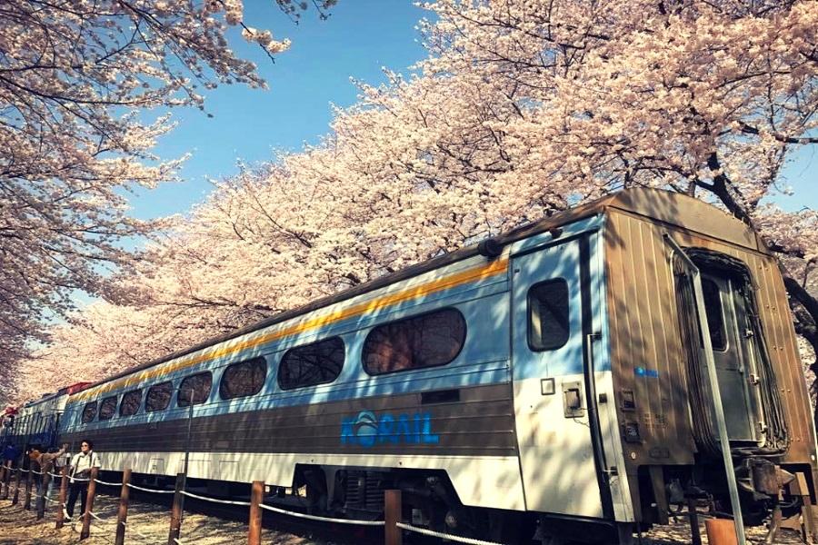 【鎮海賞櫻】余佐川羅曼史橋、最美櫻花隧道、五星汗蒸幕、海鮮燒烤饗宴5日