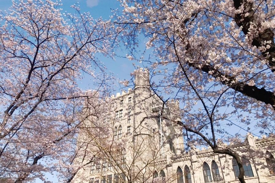 【首爾櫻花秘境】慶熙大學.汝矣島櫻花.韓服體驗.愛寶樂園.升等市區5日