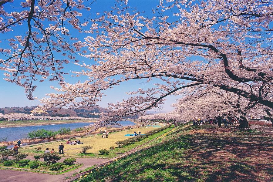 【限時限量】東北賞櫻百選、北上展勝地、角館盛岡城、銀山溫泉、春享櫻5日