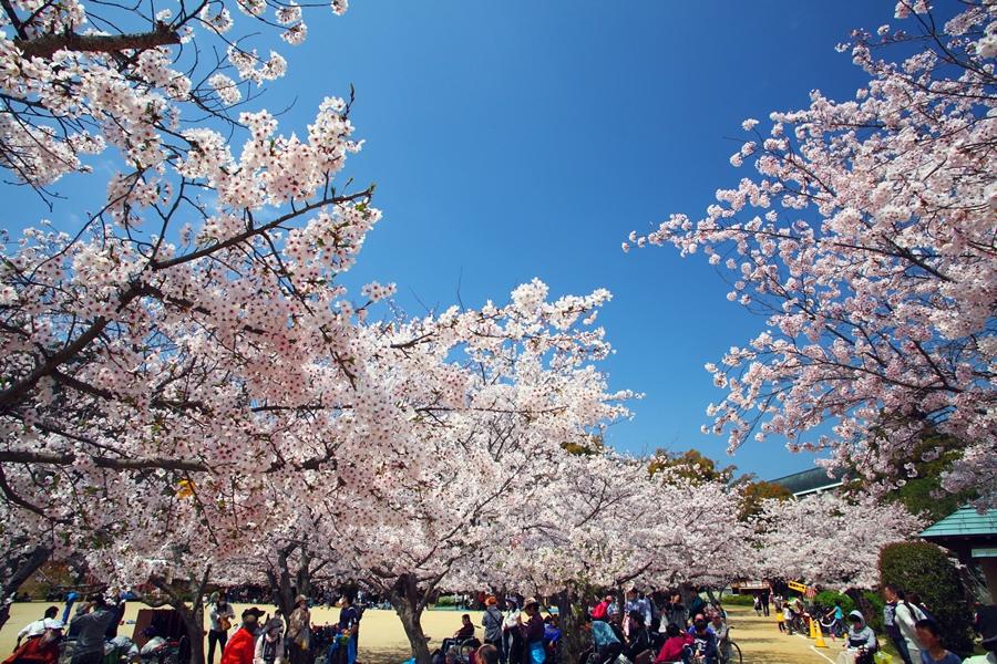 【花見四國高松】百選溫泉兩晚．小豆島．大步危遊船．道後溫泉５日