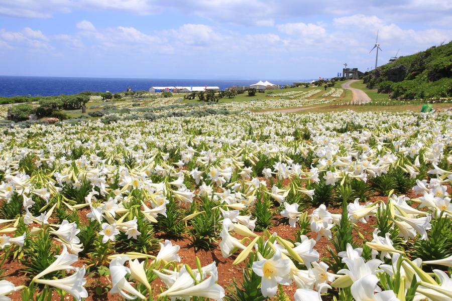 【花謐沖繩．伊江島】扶桑花園、美國村雪蟹放題、海洋博水族館、跳島四日遊