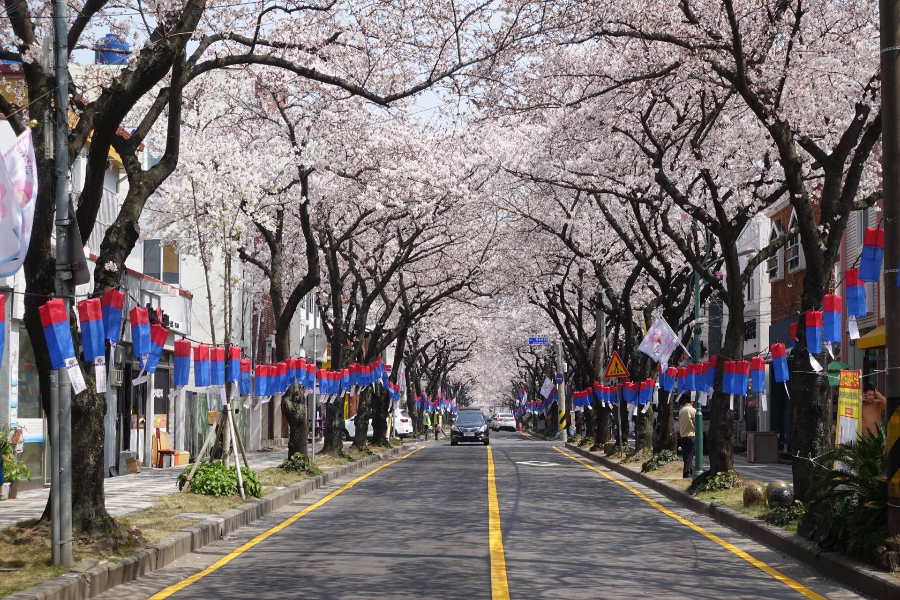 【濟州賞櫻】典農路櫻花隧道.鹿山路花海.羊駝樂園.不進保肝5日