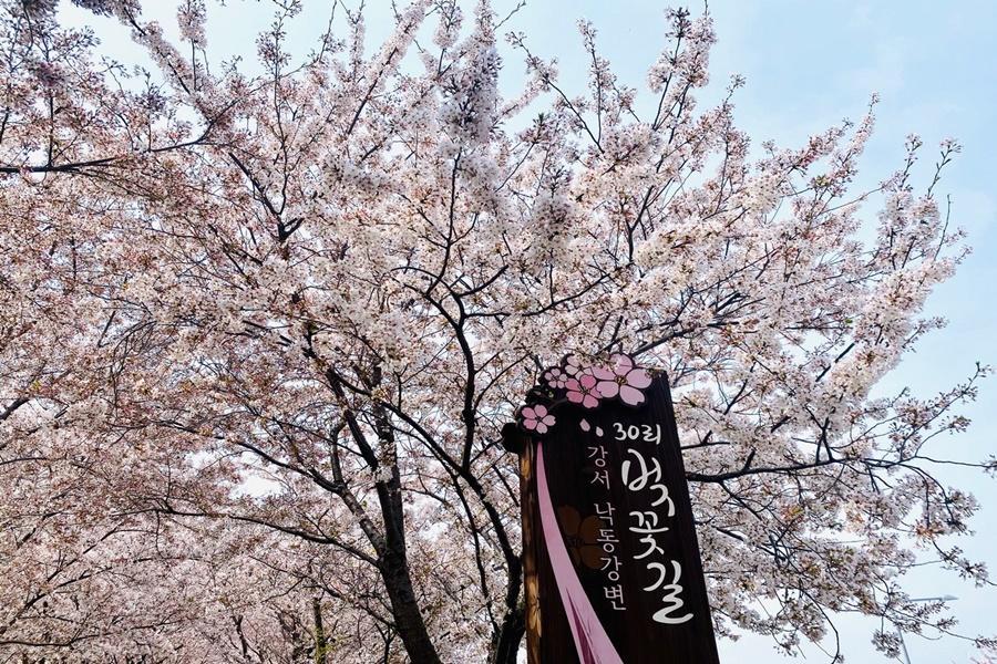 【鎮海粉紅櫻花祭】浪漫巨濟島海上花園、慶和火車站、蔚藍海岸網美咖啡5日