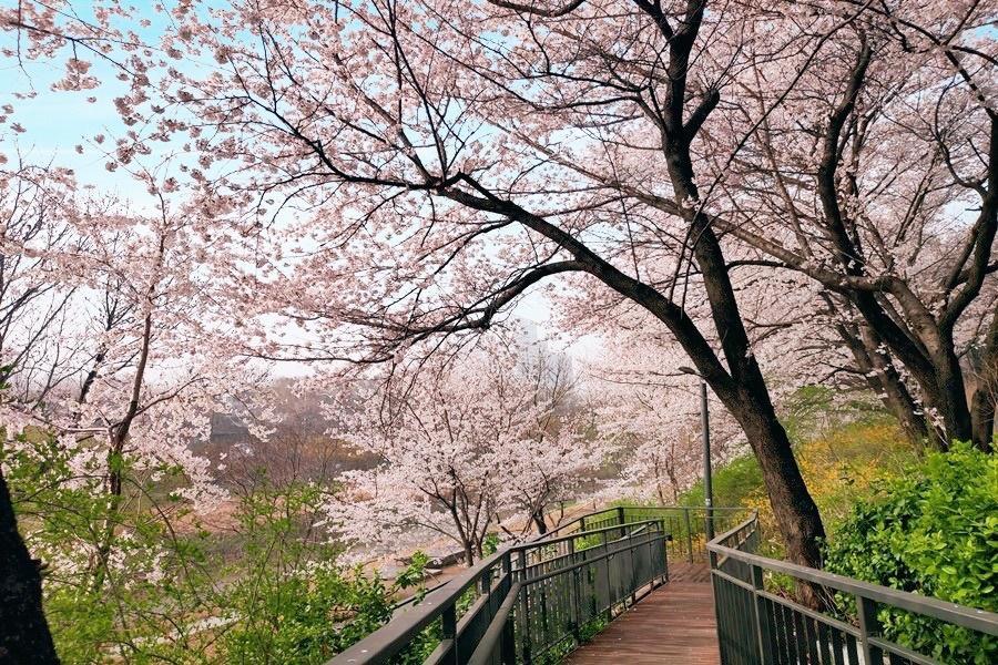 【春櫻首爾】秘境櫻花路、鐵道自行車、晨靜樹木園、樂天塔、京東星巴克5日