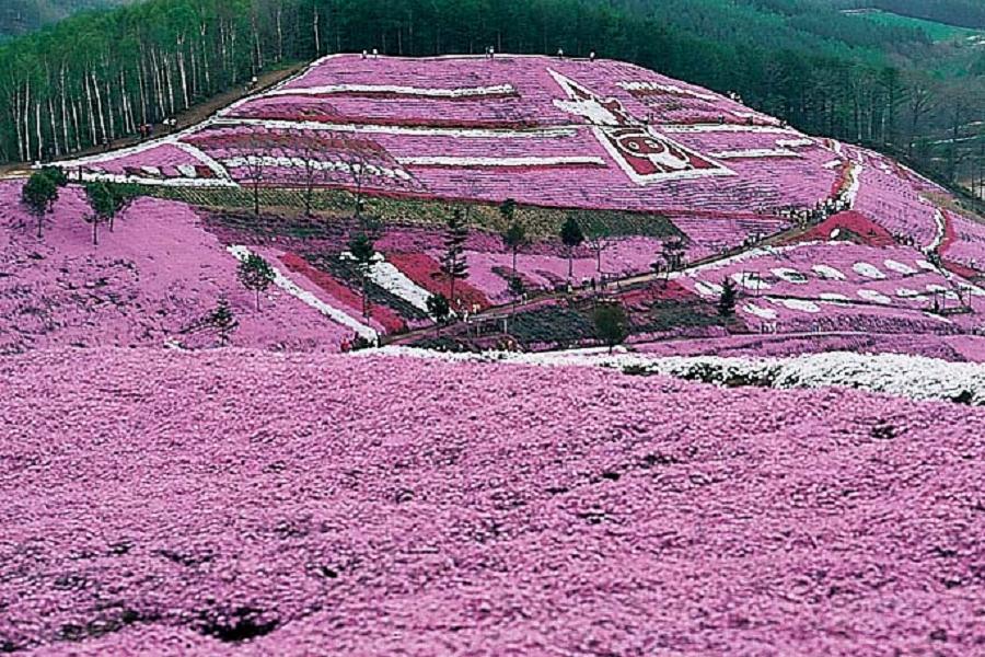 【典藏北國之芝櫻鶴雅】繽紛芝櫻、鬱金花海、海豹中心、和牛螃蟹、道東五日