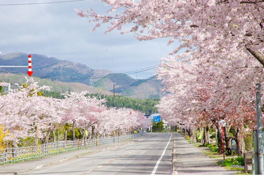 【典藏星宇櫻花九景】海灯連泊、道南美櫻、札幌線流、四晚溫泉、無自理餐