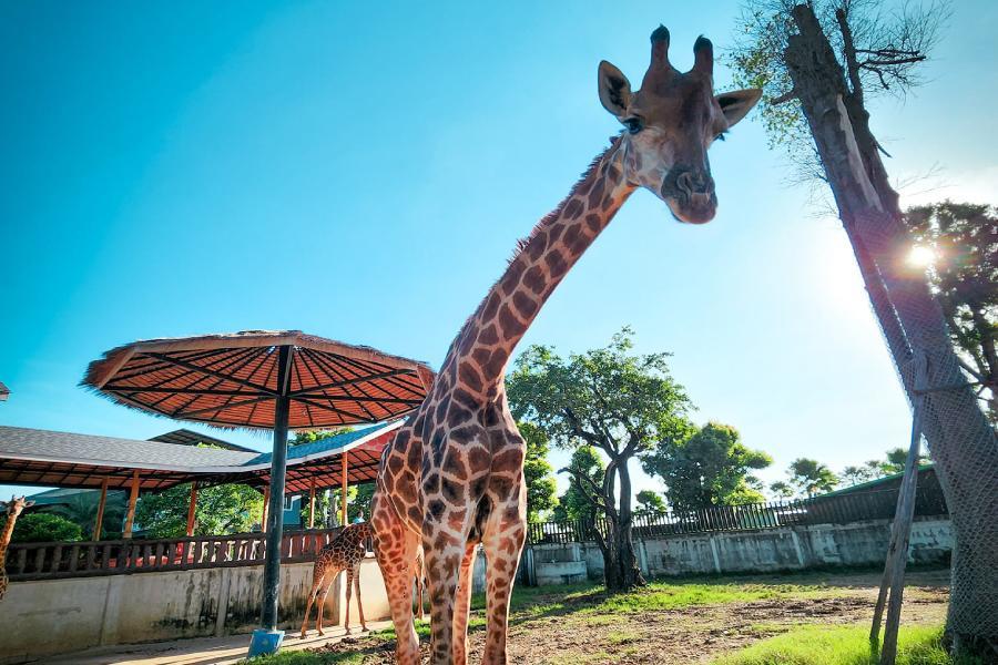 【嗨泰遊曼芭五日】大城動物園、夕陽明星號、喬德夜市、升等一晚五星