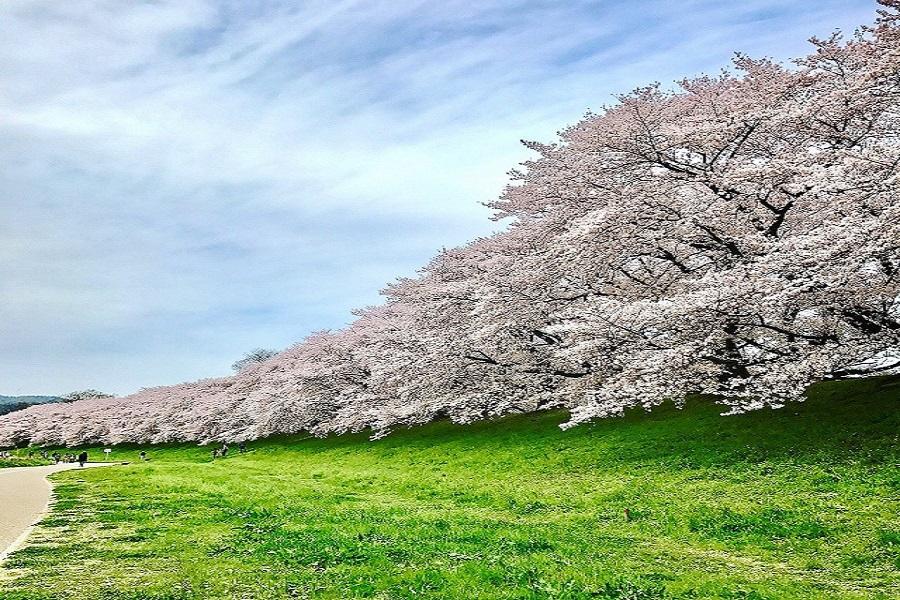 【春暖花開】大阪宇治遊船奈良東大寺.京都二条城夜櫻.嵐山背割堤賞櫻5日