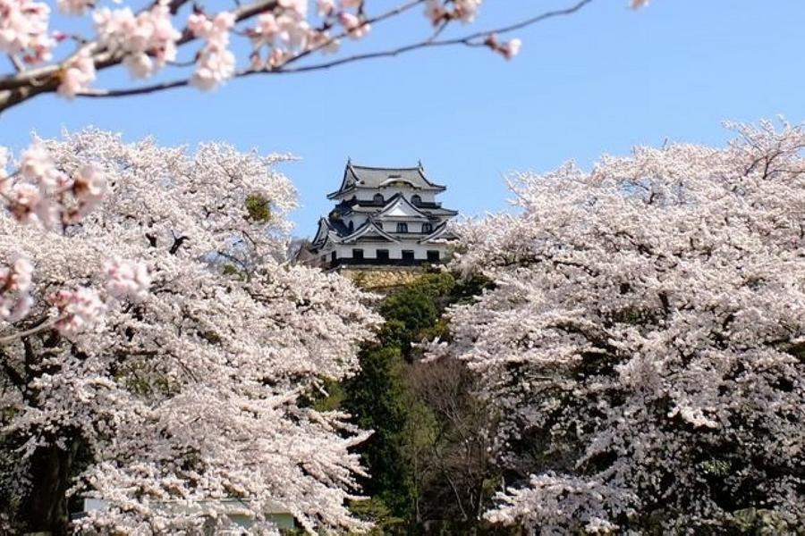 【櫻景丹後】天橋立.丹後鐵道.伊根灣.美山嵐山.豐公園彥根城名古屋5日