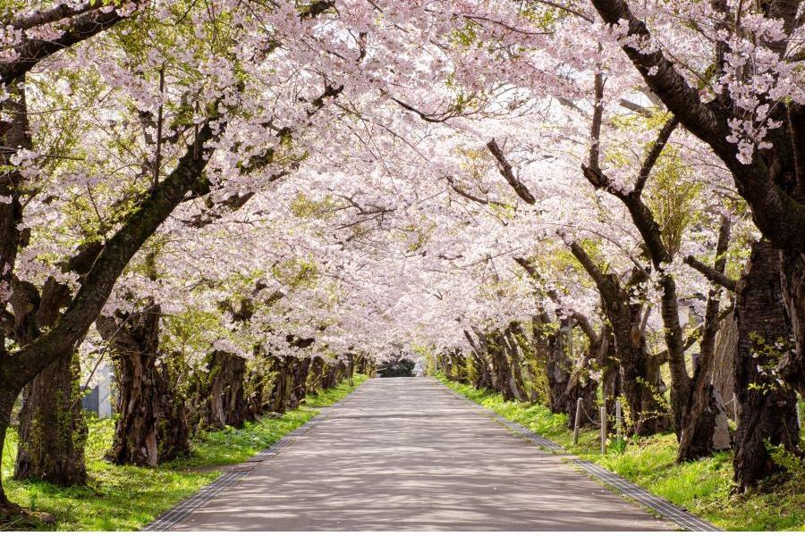 【精選北海道、道南櫻繽紛】五稜櫻花海、有珠山大景、三名湯春戀、長榮五日