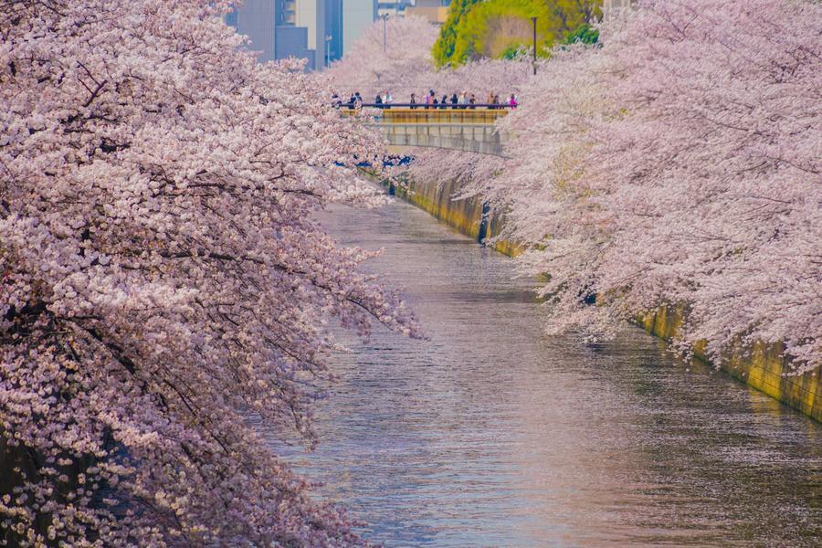 【花時光小江戶】熊谷櫻、目黑川、橫濱纜車、鐵塔、江之電、螃蟹、溫泉6日