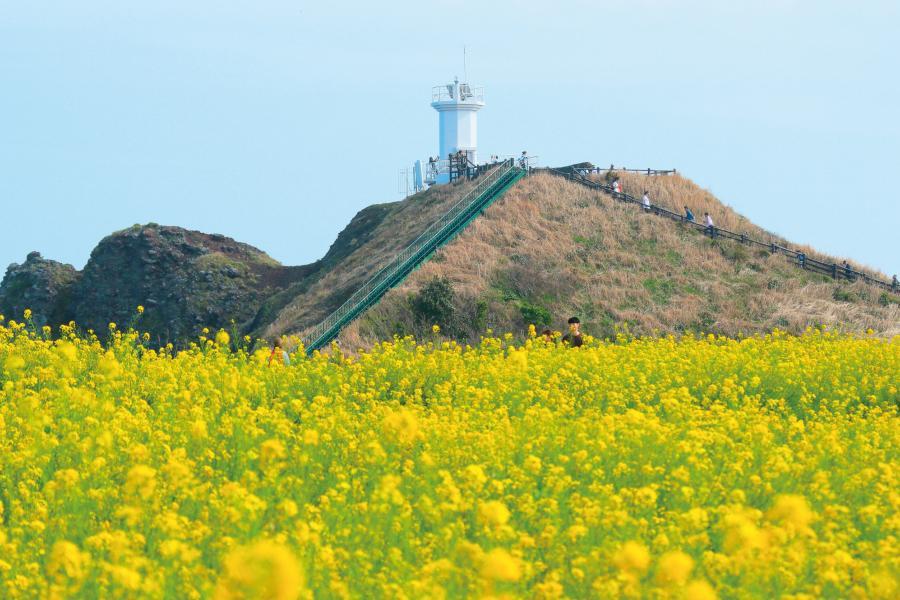 【濟州君悅】父親庭園、史努比庭園、鹿山路賞櫻、吉卜力松堂童話村5日