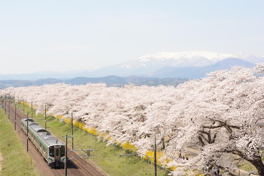 【仙台舞春風】白石川堤櫻、青柳家、松島船、北上展勝地、新幹線、溫泉5日