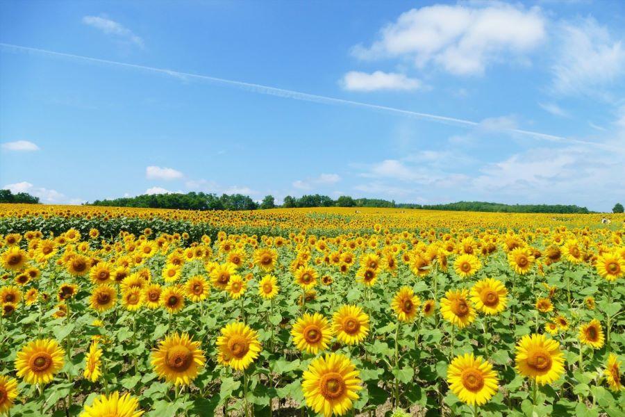 【典藏北海道、花鄉載夢遊】富田農場、北國馬場、美人溫泉、品三大蟹五日