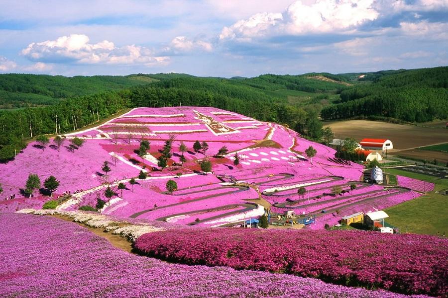 【典藏芝櫻雙鶴雅】深度道東、愛努劇場、粉紅花田、旭山動物、百選溫泉之旅