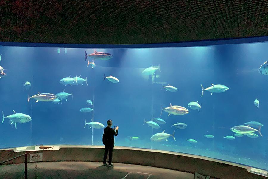 限時限量｜東京溫泉主題飯店～迪士尼．葛西水族館．歌舞伎町．螃蟹放題5日