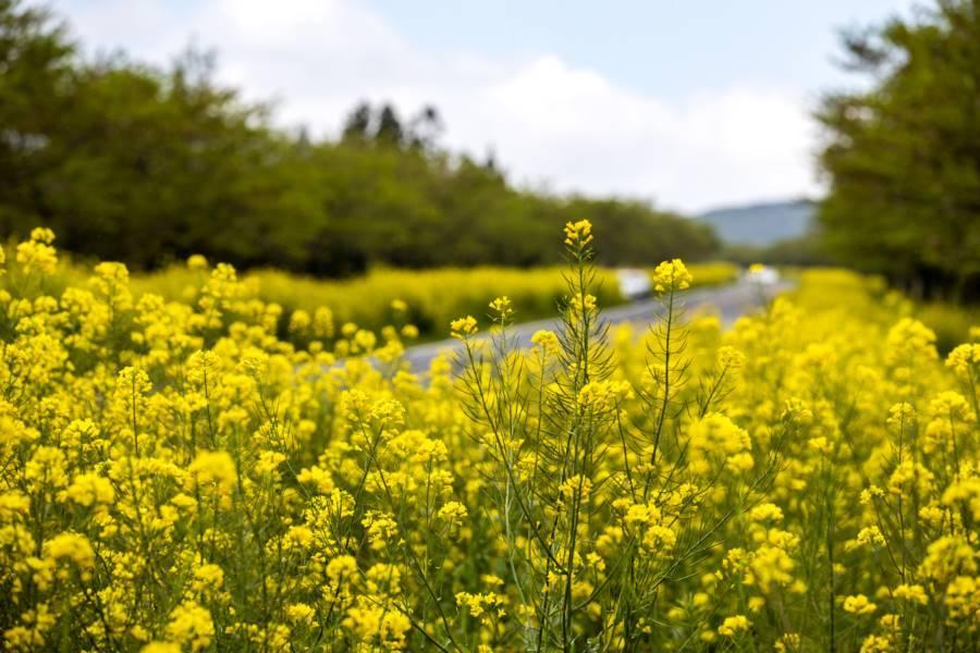 【濟州清倉】超刺激9.81賽車.松堂童話村.鹿山路花海.正房瀑布5日