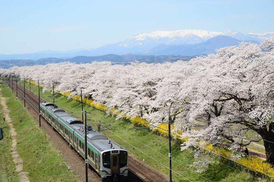 【仙台春趣】三春瀧櫻、太良山纜車、松島船、吃牡蠣、地下宮殿、溫泉5日