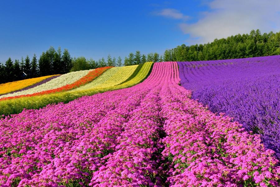 【北海道花田饗宴】尼克斯公園.函館纜車.富良野花海.夢幻青池.小樽6日