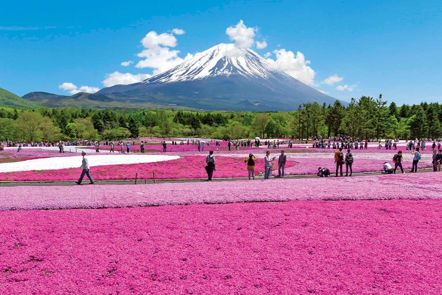 【東京春暖花開】紫藤花、鐵塔、芝櫻、小野川、萌木之村、吃螃蟹、溫泉5日