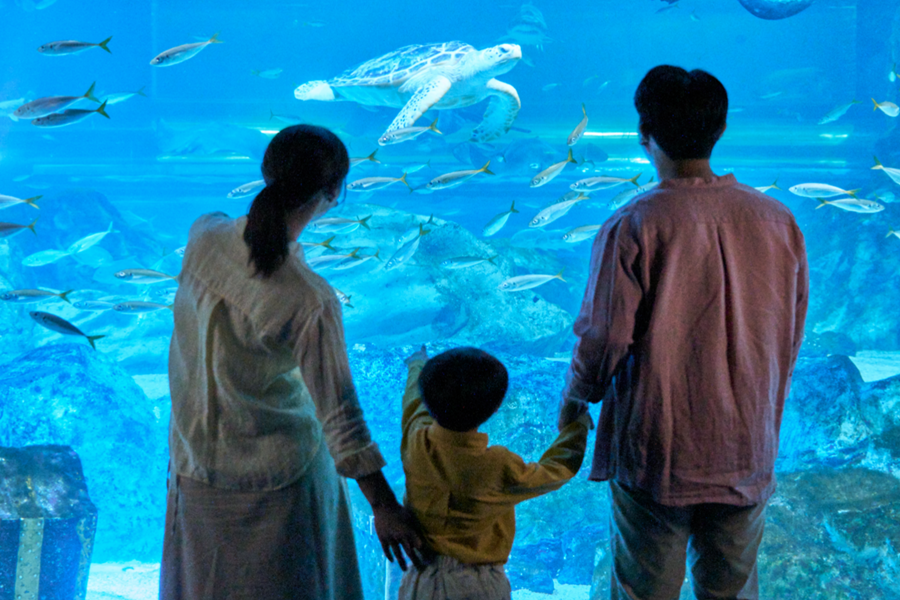 【限時搶購11999起】夢幻水族館.韓服遊古宮.秘境植物園.塗鴉秀5日