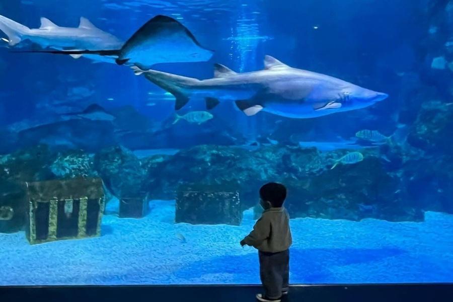 【限時搶購】快閃首爾COEX水族館、韓服遊古宮、塗鴉秀、廣藏市場五日