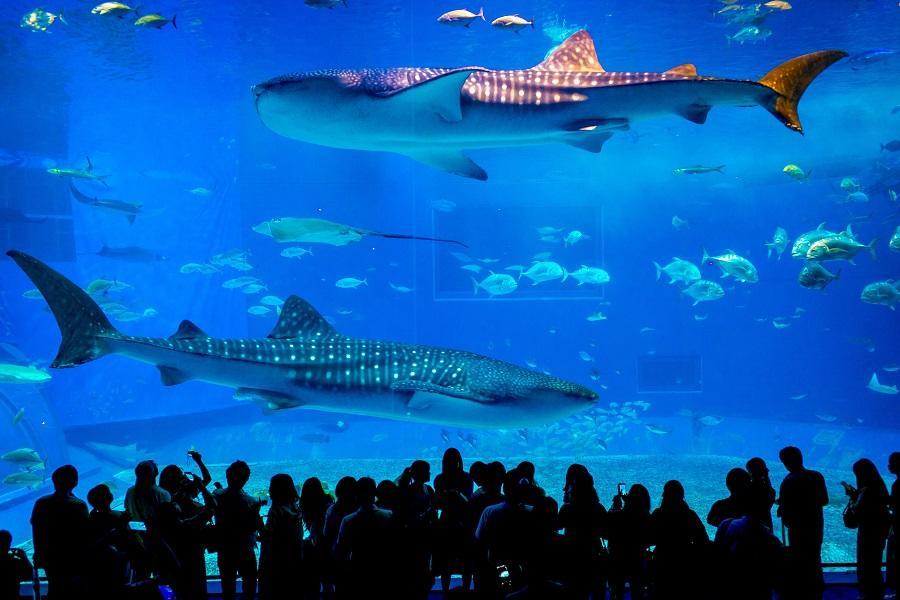 台中出發【限量出清】美麗海水族館、古宇利島、阿古豬料理、半自由行四日