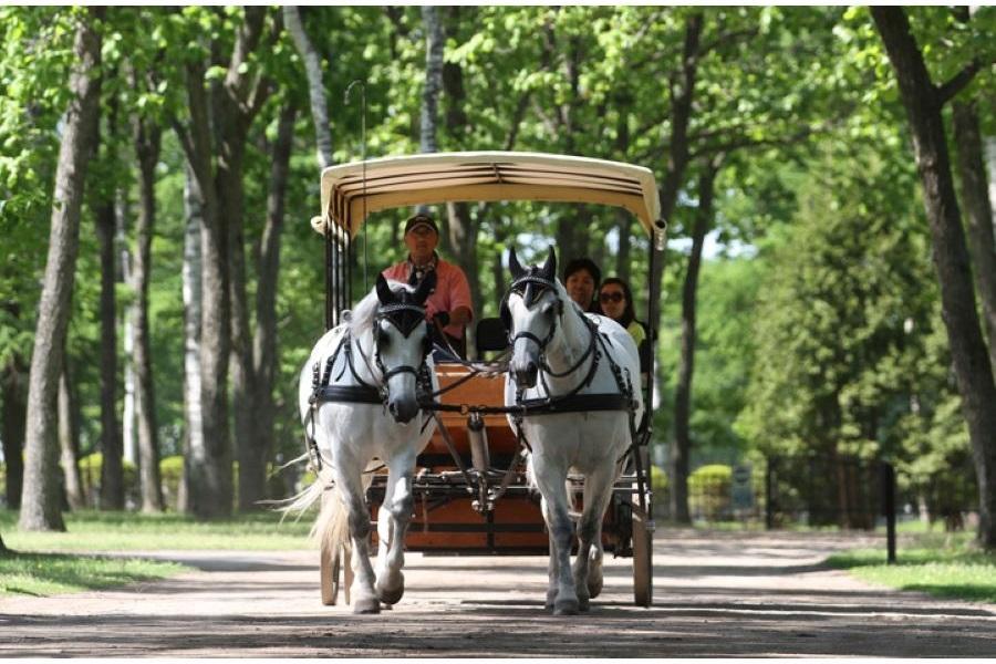 【精選北海道】花田漫遊、企鵝遊行、馬車體驗、蒸籠三大蟹、三晚溫泉五日遊