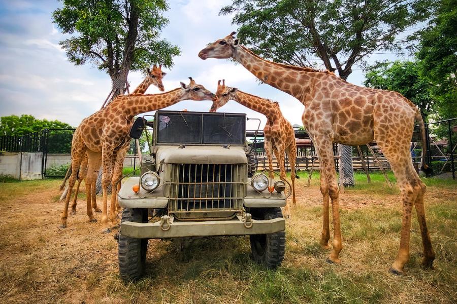 【超值曼谷】水上市場、喬德夜市、大城動物園、大城遺址、五星酒店兩晚五日