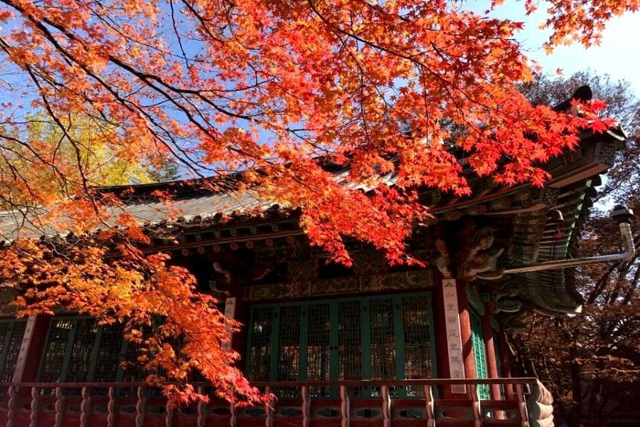 【升等明洞2晚】韓楓內藏山.光明洞窟.京岩洞鐵道村.韓服遊韓屋5日