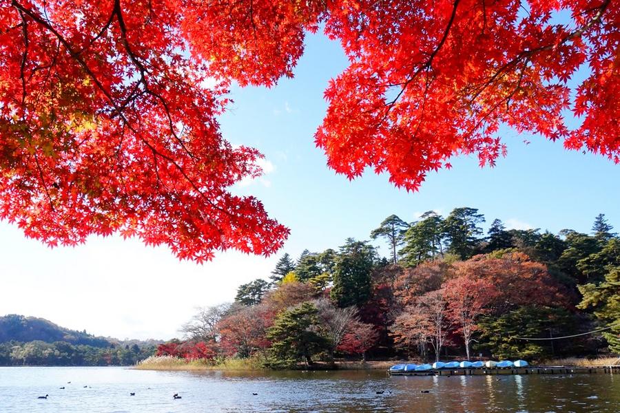 限時限量｜東北賞楓採果～紅色掃帚草・白石古城・藏王纜車・日光東照宮6日