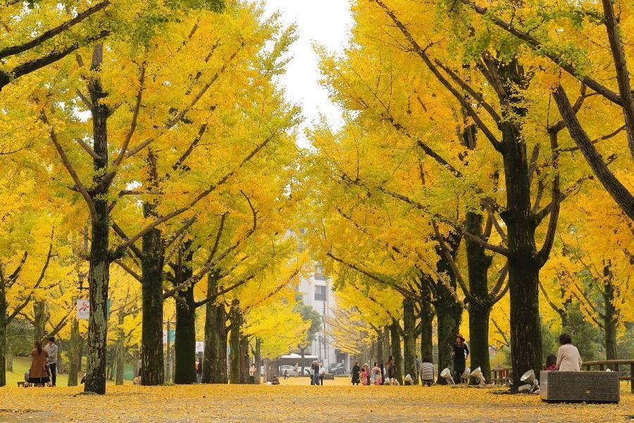 限時●輕遊福熊賞紅葉│高千穗熊本城、柳川水鄉、旅人電車、湯布院5日