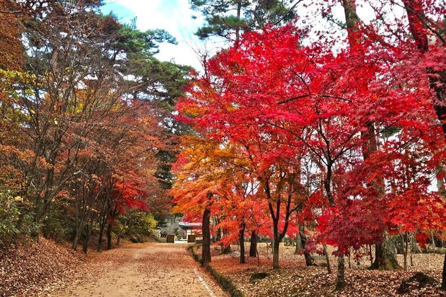 【釜山賞楓秘境】紅流洞溪谷.梵魚寺金剛纜車.天空膠囊列車.藍瓶咖啡5日