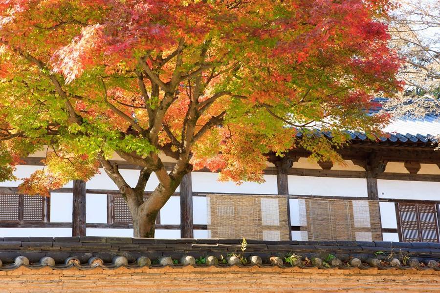 楓靡韓國～雞龍山紅葉.韓服遊景福宮南山公園.首爾林銀杏海.韓屋足浴5日