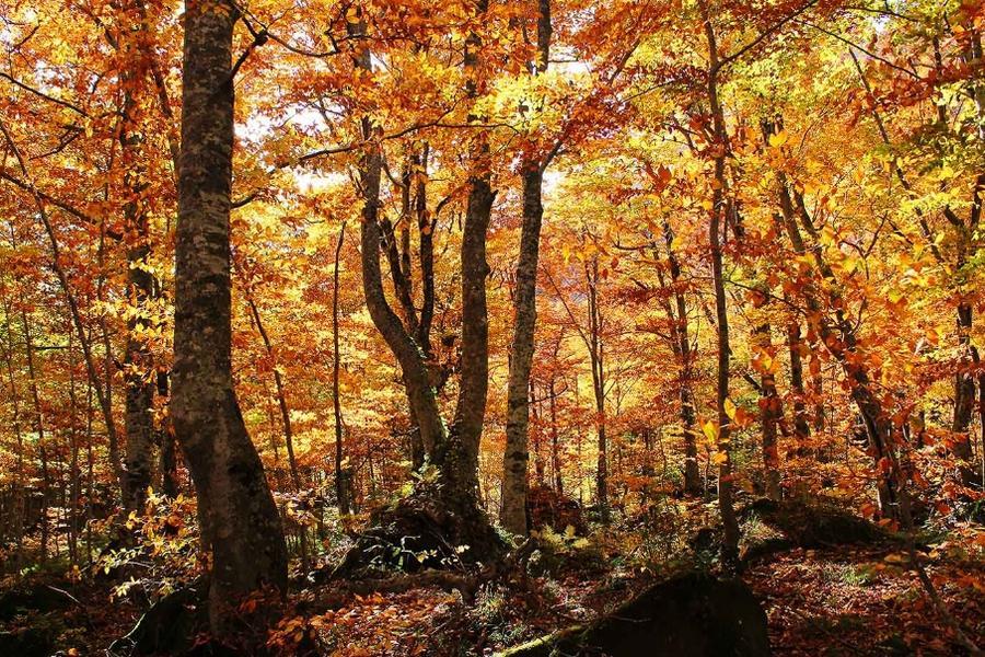限量｜奧入瀨紅葉舞、角館街楓韻浮、猊鼻溪聽歌賞秋、三舟遊青森仙台5日