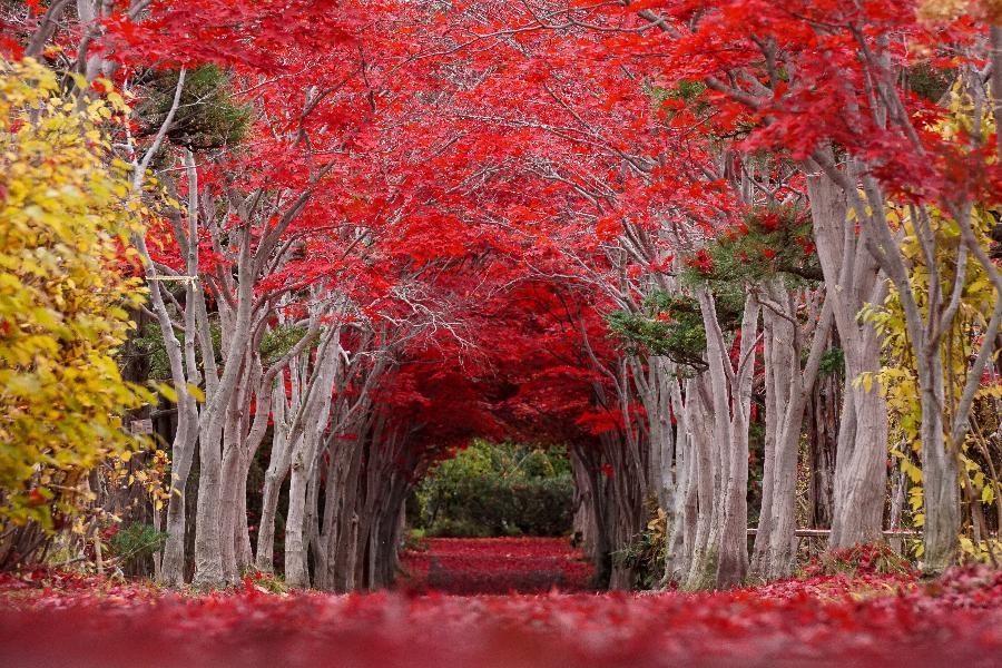 【精選長榮紅葉賞】有珠山纜車、豐平峽、平岡樹藝、和牛三大蟹、四晚溫泉
